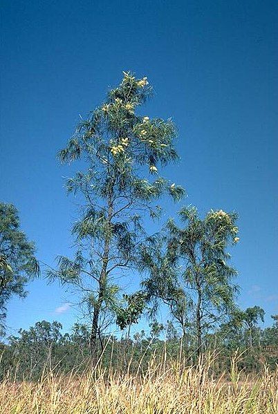 File:Grevillea parallela habit.jpg