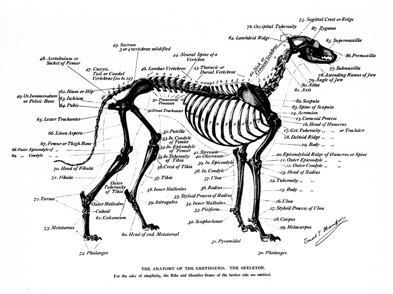 File:Greyhound skel Seton.png