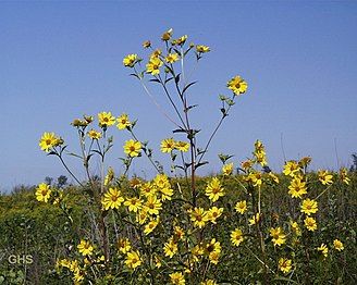 Giant sunflower (H. giganteus)