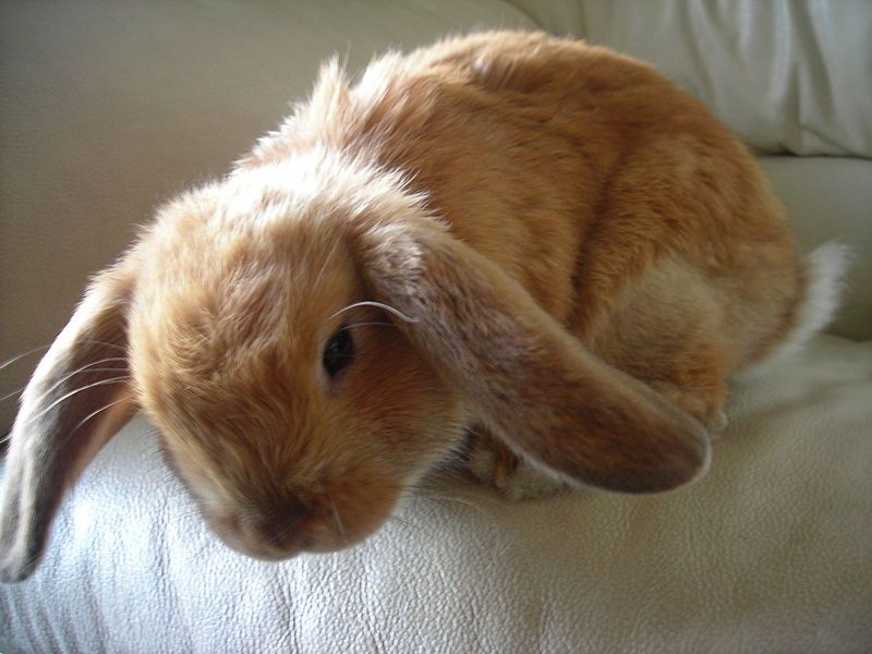 File:Holland lop bunny.JPG