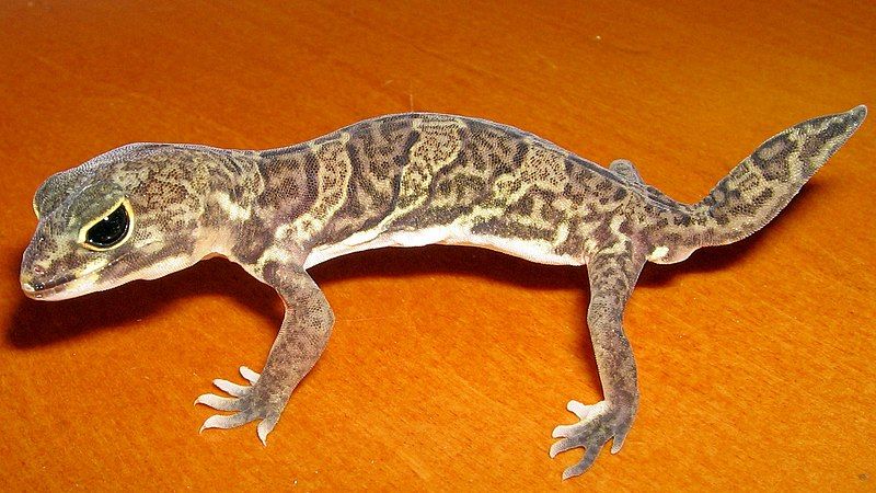 File:Holodactylus africanus.jpg