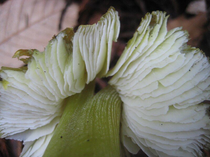 File:Hygrocybe virescens 186049.jpg