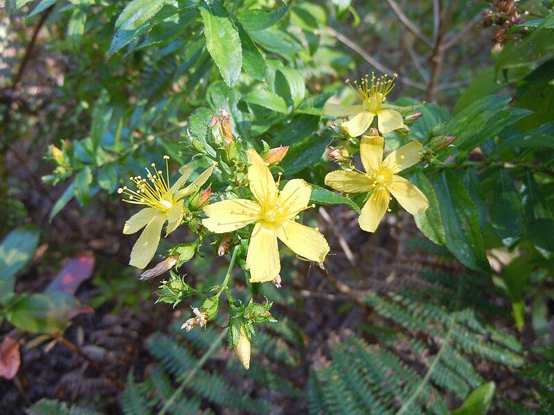 File:Hypericum glandulosum 01.jpg