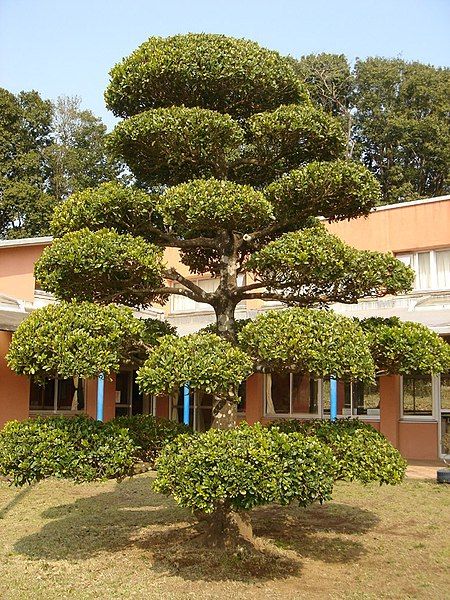 File:Japanese tree.jpg