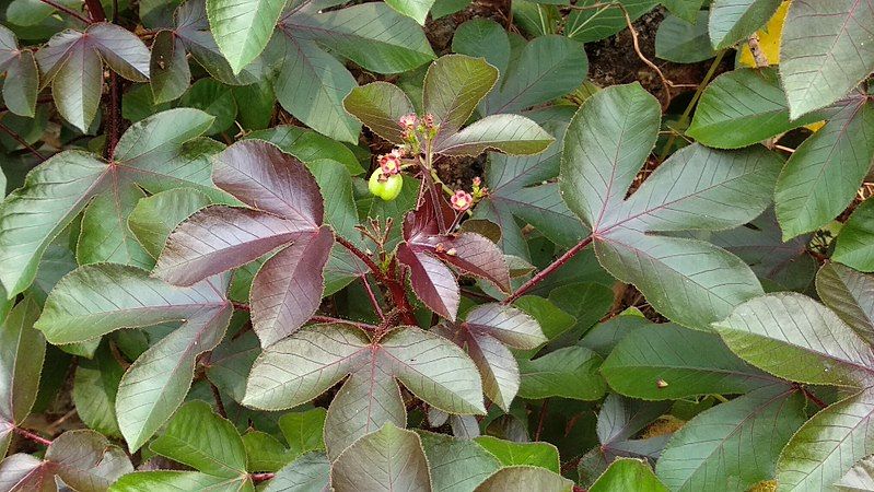 File:Jatropha gossypiifolia 01.jpg