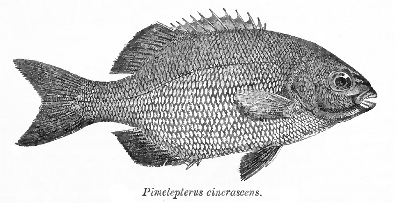 File:Kyphosus cinerascens Day.png