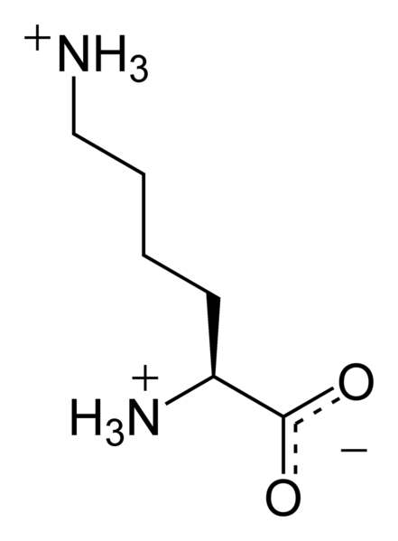 File:L-lysine-monocation-2D-skeletal.png