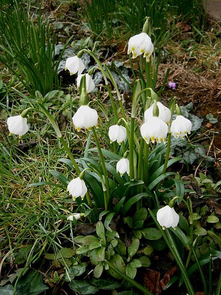 File:Leucojum vernum005.jpg