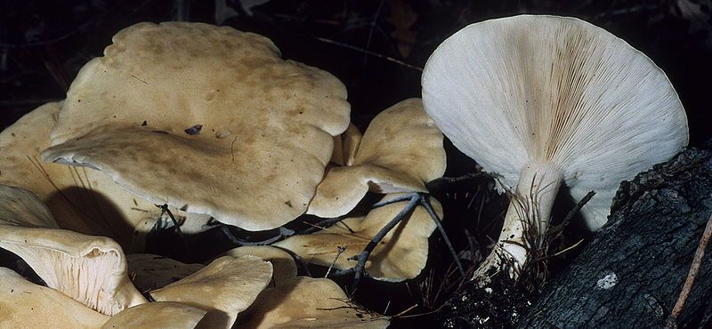 File:Leucopaxillus giganteus 72289.jpg