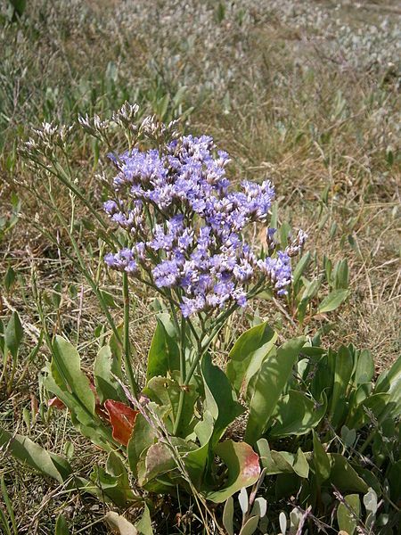 File:Limonium vulgare 001.JPG