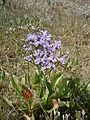 Limonium vulgare