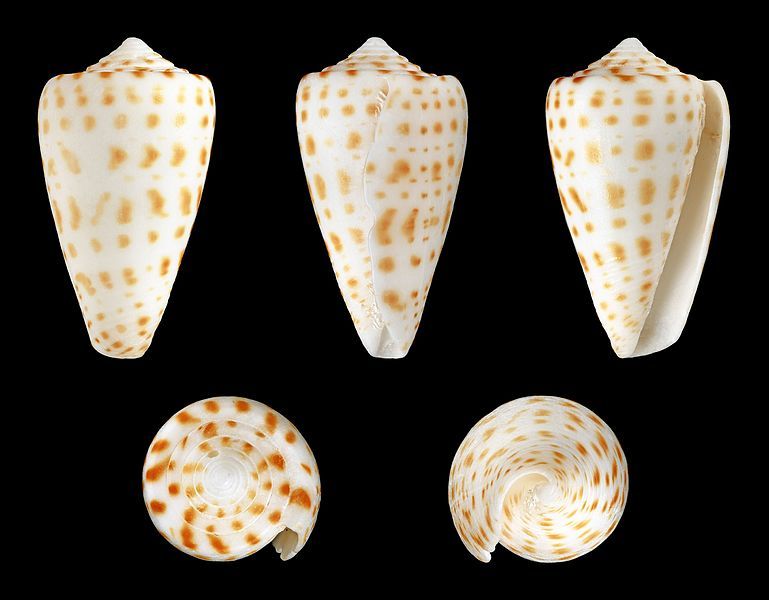 File:Lindaconus spurius 01.JPG