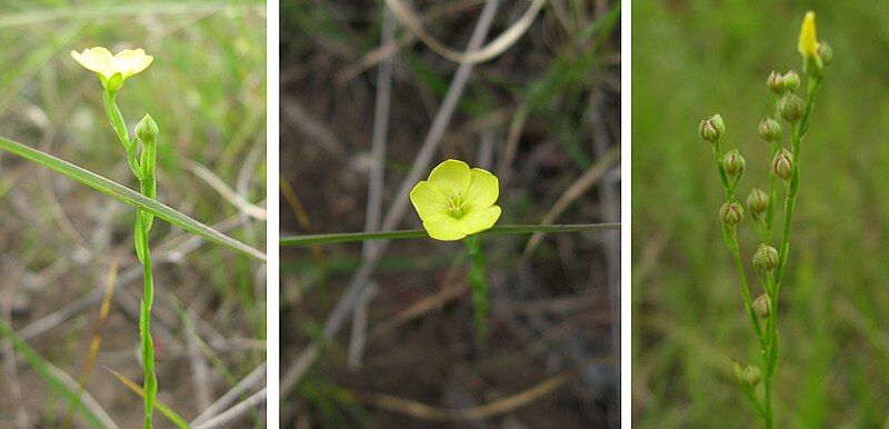 File:Linum medium.jpg