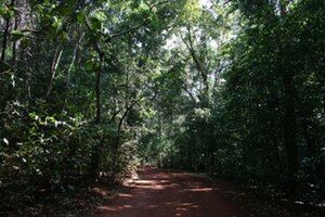 Lockerbie Scrub, Cape York, Australia.