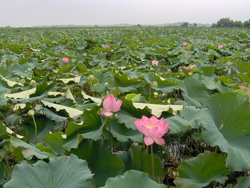 File:Lotus Field.jpg