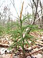 Lycopodium obscurum