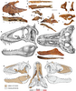 Skull fossils and reconstruction of Lythronax argestes