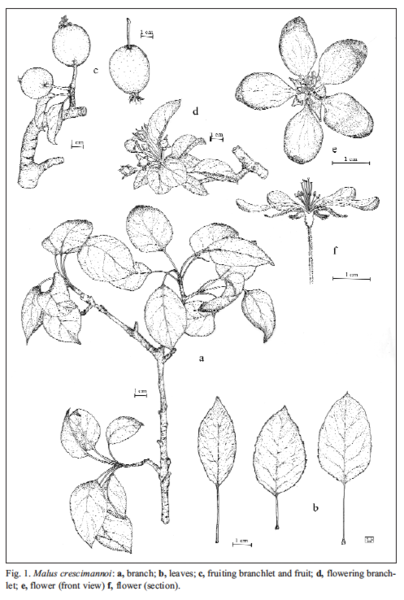 File:Malus crescimannoi.png