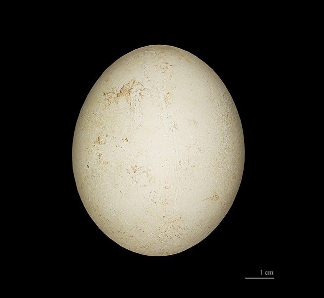 File:Manchot Adélie MHNT.jpg