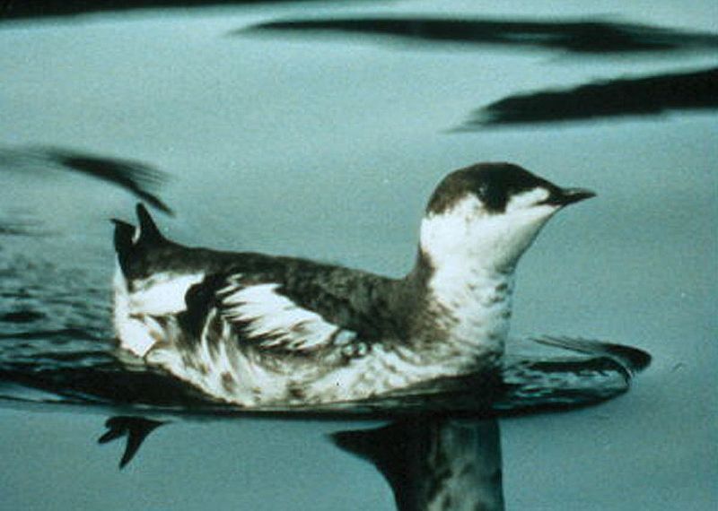 File:Marbled Murrelet (smaller).jpg