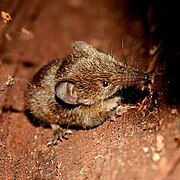 Brown tenrec