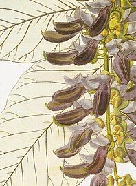 Flowers (colored engraving)