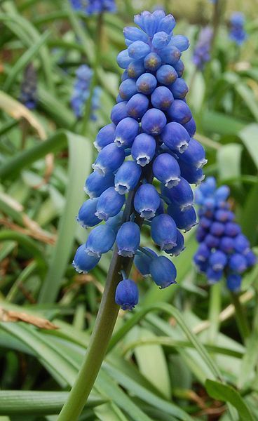 File:Muscari Neglectum.jpg