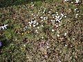 Meadow with naturalised crocusses