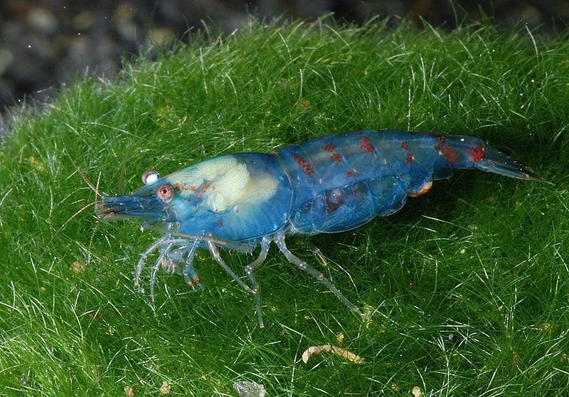 File:Neocaridina-cf-zhanghjiajiensis-var-blue-pearl.jpg