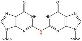 Chemical structure of DNA crosslink indiuced by Nitrous acid.