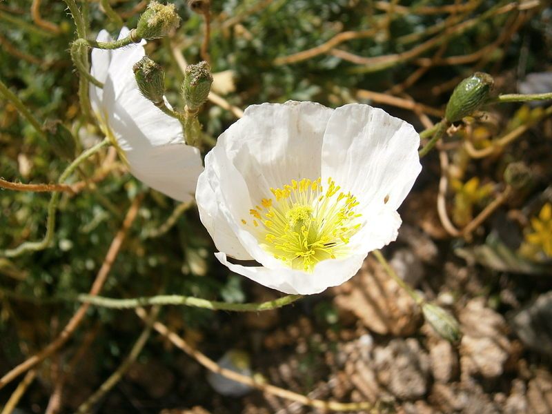 File:Papaver sendtneri 04.jpg