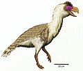 Paraphysornis brasiliensis