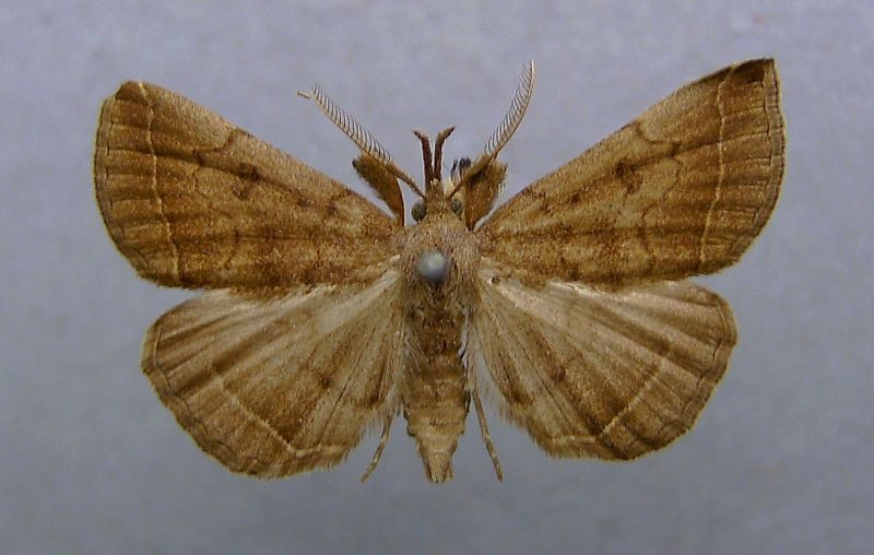 File:Pechipogo plumigeralis.jpg