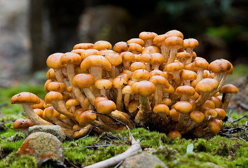 File:Pholiota malicola.jpg