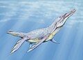 Plesiopleurodon