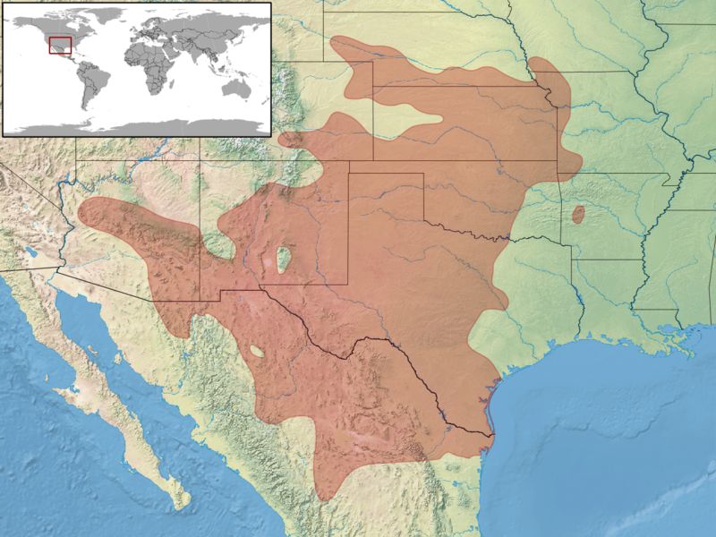 File:Plestiodon obsoletus distribution.png