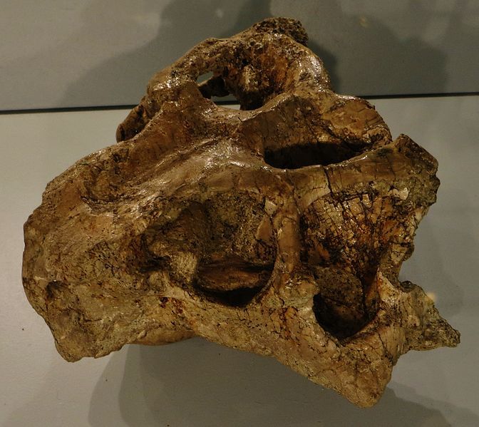 File:Psittacosaurus lujiatunensis skull.JPG