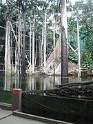 Flooded Forest exhibition