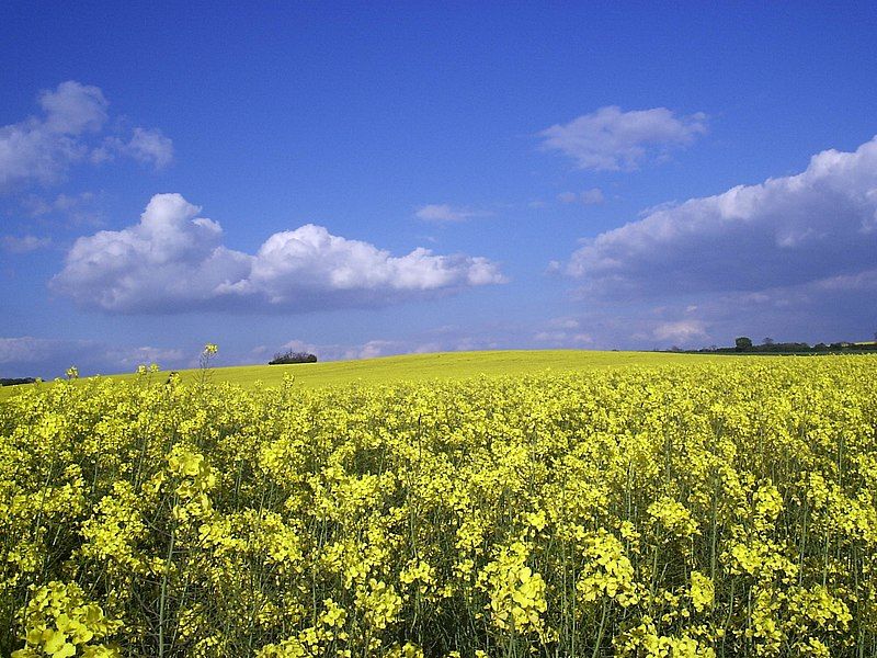 File:RapeFields.JPG