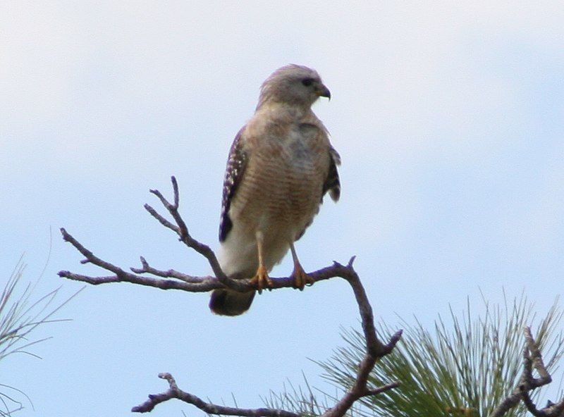 File:Red-Shouldered Hawk.jpg