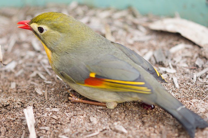 File:Red-billed leiothrix.jpg