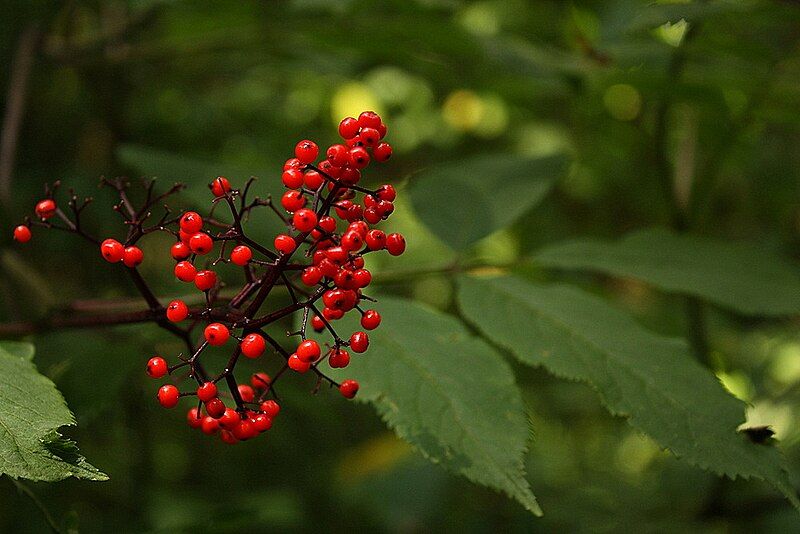 File:Red elderberry (5963375334).jpg