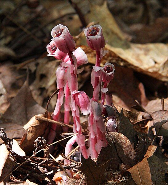 File:Red indian pipes.JPG