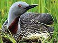 Red-throated diver Gavia stellata rødstrubet lom