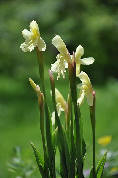 File:Roscoea cautleoides.JPG