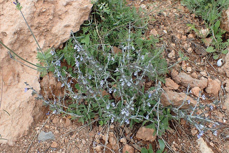 File:Salvia aegyptiaca kz09.jpg