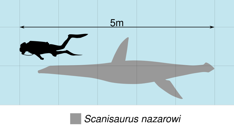 File:Scanisaurus Scale.svg