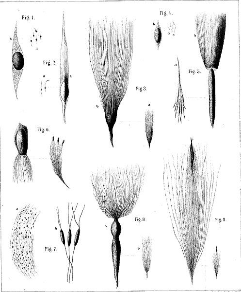 File:Schimper-Tafel6.jpg