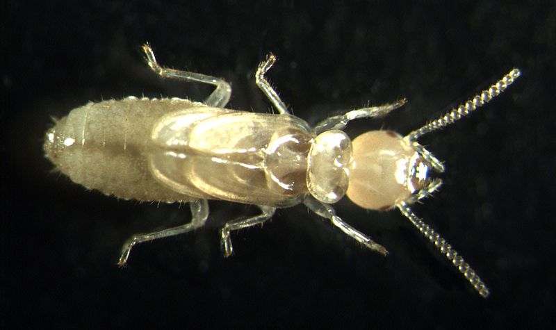 File:Termite-by-RalfR.jpg