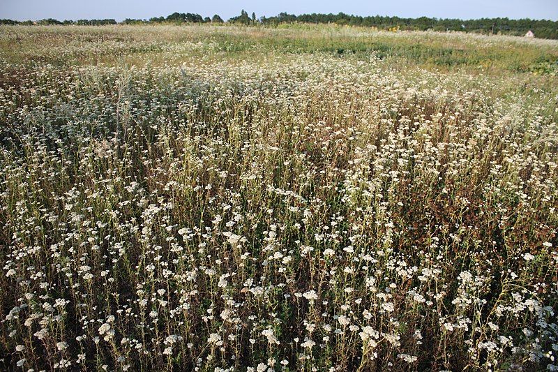 File:The Achillea millefolium.JPG